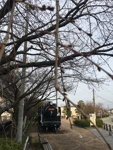 松任駅前の桜