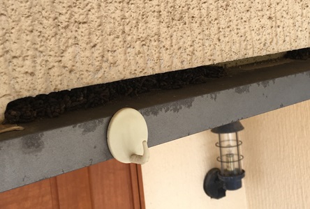 コウモリのフンが溜まっている箇所
