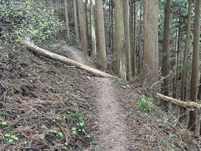 最初は雪はない。倒木はあるけどね。