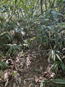 三童子山スカイライン