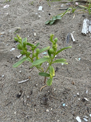 砂浜の多肉植物
