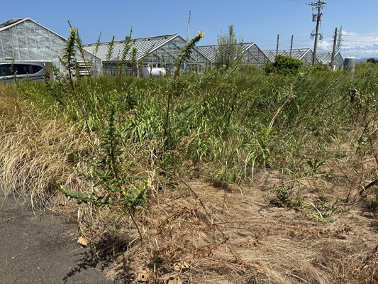 木になりそうな勢いの草