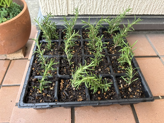 ローズマリー挿し木