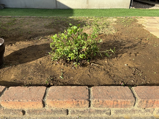 チェリーセージ