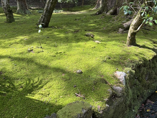 那谷寺の苔