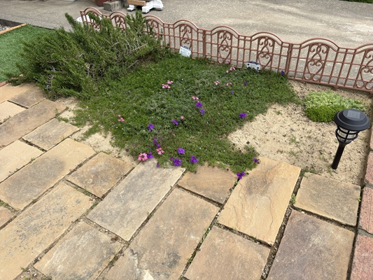 タピアン花をつけ始めた