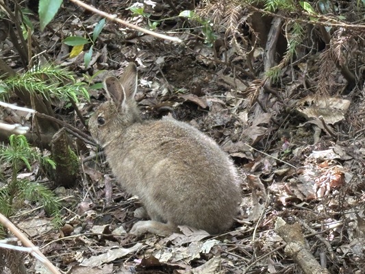 野うさぎ
