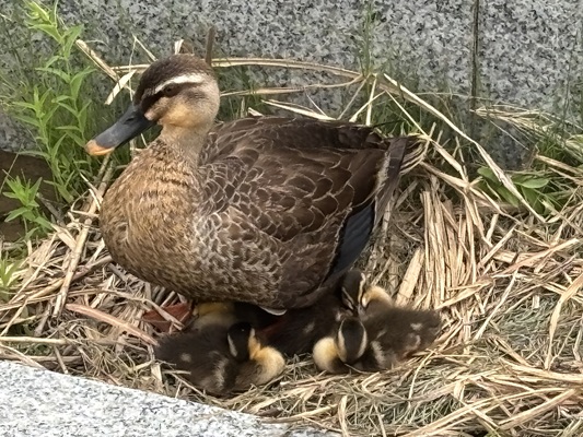 カルガモ＠金沢駅西